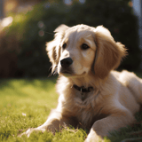 Miniature Golden Retriever