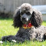 Miniature Poodle