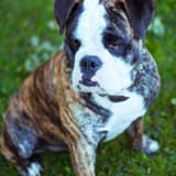 Olde English Bulldogge