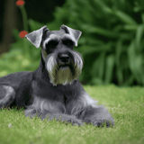 Standard Schnauzer