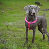 Weimaraner