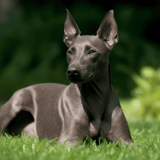 Xoloitzcuintle