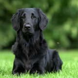 Flat-Coated Retriever