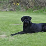 Giant Schnauzer