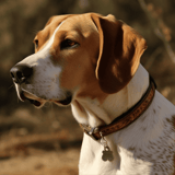 American Foxhound