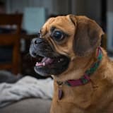 Puggle