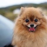 Pomeranian