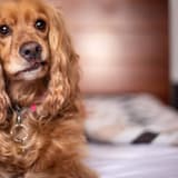 English Cocker Spaniel