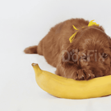 Adorable puppy with yellow ribbon playing with banana, perfect for pet and dog care content.