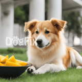 Dog-friendly mango for dogs, healthy and tasty pet treat, natural dog food.