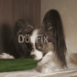 Cute dog playing with fresh cucumber at home.
