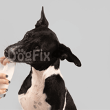 Dog drinking milk from glass, black and white dog, pet care, dog health, dog nutrition, pet wellness, dog lifestyle.