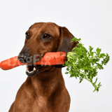 Dog with carrot in mouth, healthy pet nutrition, food delivery for dogs.