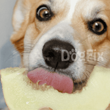 Dog with melon slice in mouth, adorable pet enjoying a healthy snack.