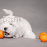 Adorable white puppy playing with oranges, promoting healthy dog treats and pet nutrition tips.