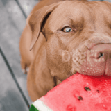 Dog enjoying a slice of juicy watermelon on a wooden deck during summer.