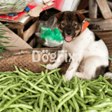 Adorable puppy with a playful expression among fresh vegetables and rustic farm elements.