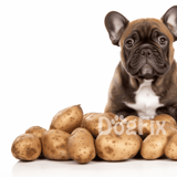 Adorable French Bulldog puppy sitting among fresh potatoes. Perfect for pet and vegetable lovers.