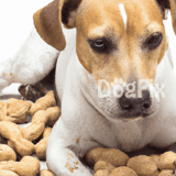 Close-up of a dog with treats surrounding it, highlighting dog care and treat options.