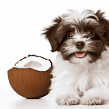 Adorable puppy sitting next to a halved coconut, perfect for pet nutrition and healthy treats.