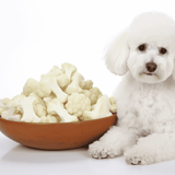 Dog with cauliflower and bones.