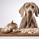 Dog with garlic, onions, and fennel on a wooden table.
