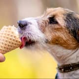 Dog licking ice cream cone, summer treat for pets, healthy dog desserts, pet-friendly ice cream.