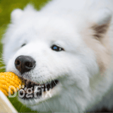 Adorable husky puppy chewing corn on the cob in a green outdoor setting.
