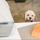 Cute dog looking at salmon fillets on counter, eager for a treat.