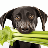 Dog holding fresh celery sticks in mouth for a healthy treat.