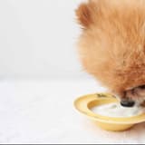 Dog enjoying a bowl of yogurt, showing a happy and healthy lifestyle for dogs with proper nutrition and pet care.