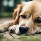 Adorable puppy lying on the grass, looking calm and relaxed. Perfect for pet care and dog wellness topics.