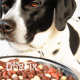 Close-up of a black and white dog with a food bowl filled with nutritious meat and vegetables, emphasizing pet health and nutrition.