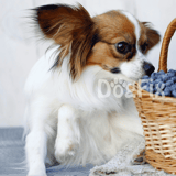 Cute dog sniffing fresh blueberries in a basket.