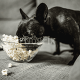French Bulldog eating popcorn from glass bowl at home.