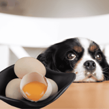 Dog sitting at table with eggs, including one cracked open, looking bored or sad.
