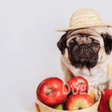 Pug wearing straw hat with apples, cute dog, pet fashion, adorable pug, dog lifestyle photography.