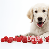 Cute retriever puppy with fresh raspberries on a white background for dog health and nutrition.