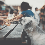 Dog enjoying seafood at outdoor market, dog-friendly dining experience, pet food.
