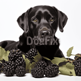 Dog with fresh blackberries and foliage for healthy treats scene.