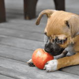 Cute puppy chewing red apple on gray wooden deck, emphasizing dog toys and pet play.