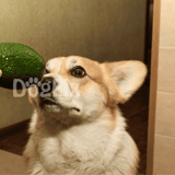 Cute corgi sniffing an avocado held by a person's hand, small indoor setting, playful dog behavior, pet health.