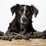 Cute black and white dog with grapes on wooden table, pet safety imagery.