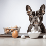 Eggs, milk, and eggshells arranged on table with French Bulldog, healthy pet nutrition ingredients.
