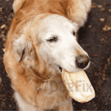 Golden retriever dog enjoying a chew bone outdoors.