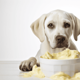 Adorable dog with a bowl of creamy dog food, ready for mealtime, from Dogfix.com.