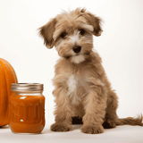 Adorable puppy with pumpkin and jar of pumpkin dog treats. Perfect for fall or Halloween pet snacks.