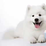 Adorable Samoyed puppy with fluffy white fur and happy expression sitting next to a bowl of ice cream.