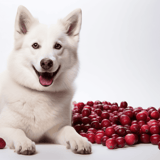 Bright white dog with a happy expression surrounded by fresh cranberries.