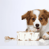 Adorable puppy enjoying a tasty treat from a cake, showcasing dog-friendly snacks and puppy feeding advice.